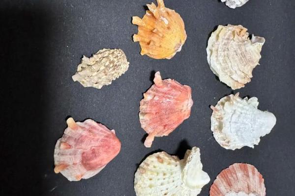 哪种贝壳风水作用