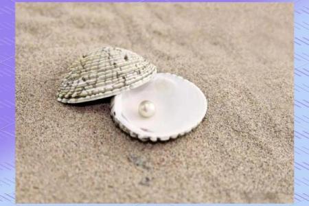 哪种贝壳风水作用