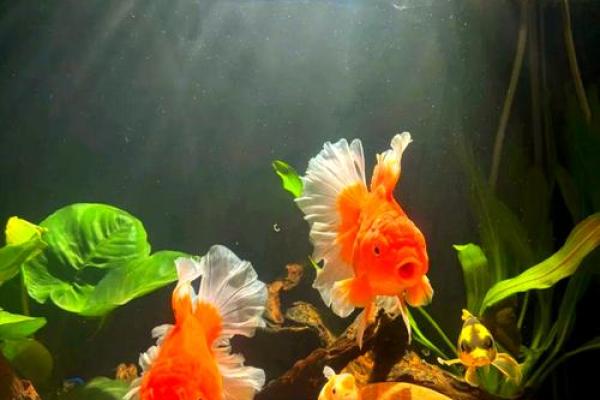 养风水鱼有什么讲究？