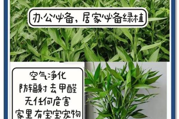 家中养富贵竹风水有讲究