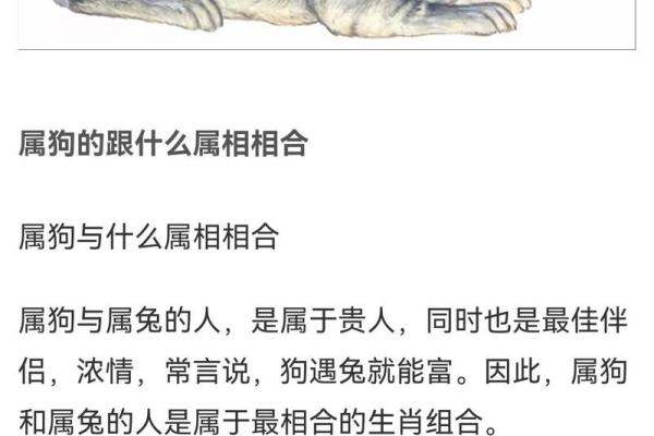 属狗的人命中有两段婚姻_属狗的人命中有两段婚姻真的也 属狗的人命中有两段婚姻_属狗的人命中有两段婚姻真的也