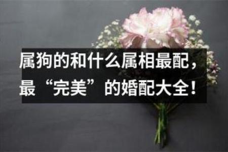 属狗的最佳配偶属相 属狗的最佳配偶属相揭秘12生肖中的完美配对