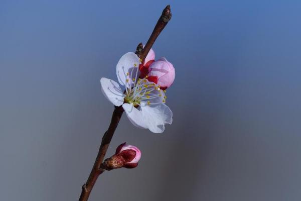 梅花杏花照玉堂是什么生肖(梅花杏花照玉堂是什么生肖浑俗和光) 梅花杏花照玉堂是什么生肖(梅花杏花照玉堂是什么生肖浑俗和光)