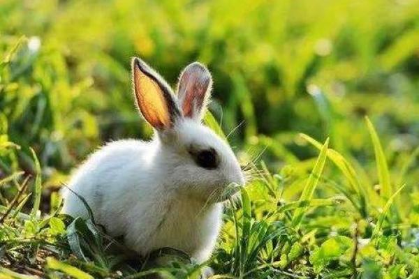 赏心悦目打一最佳生肖(赏心悦目指什么生肖的动物) 赏心悦目打一最佳生肖(赏心悦目指什么生肖的动物)