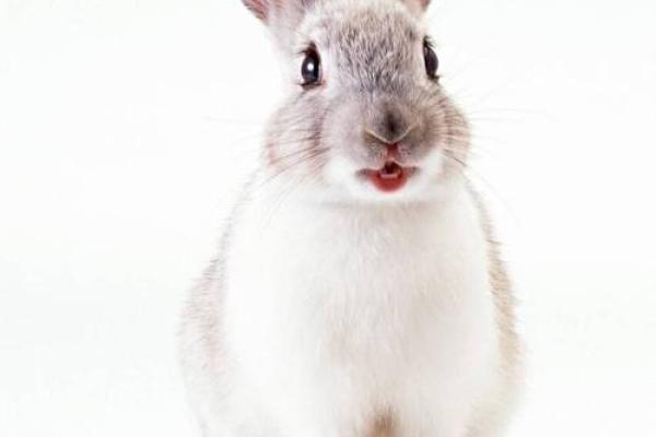 属兔2021年4月份开业吉日是哪几天