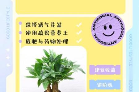 买了发财树，不要把方位摆错了