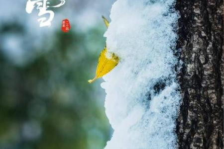 大雪节气 大雪节气有什么民俗活动