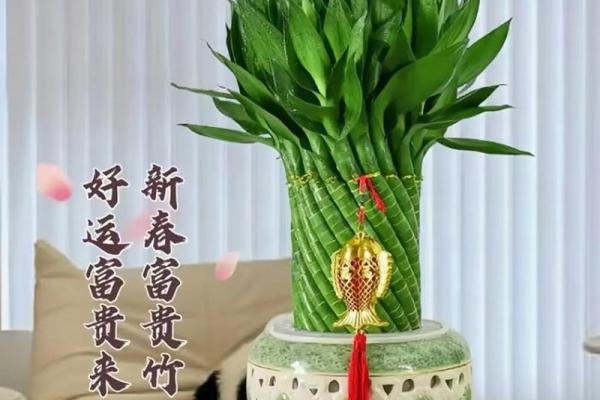 富贵竹究竟摆放在什么方位好呢