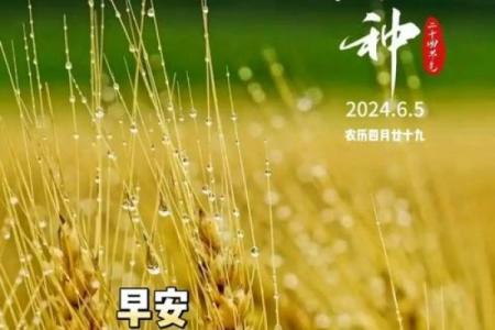 2024年芒种的财神方位在哪？芒种节气的三个物候现象