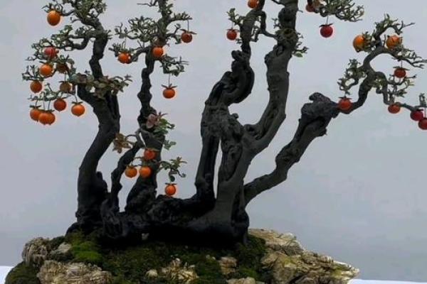 老树桩的风水