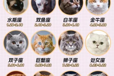 十二星座养什么猫适合