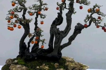 老树桩的风水