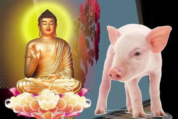 71年属猪和75年属兔相配吗 互补默契配对理想 71年属猪和75年属兔相配吗 互补默契配对理想
