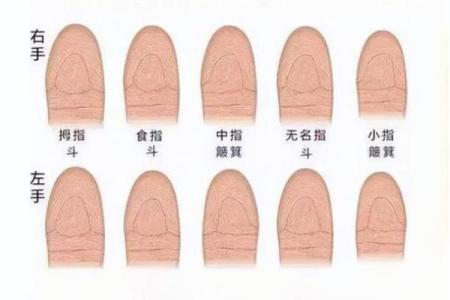 指纹算命 十指指纹算命查询