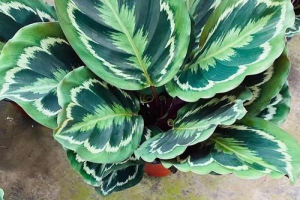 竹芋风水改善家庭空间气氛 竹芋风水改善家庭空间气氛