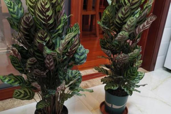 竹芋风水改善家庭空间气氛 竹芋风水改善家庭空间气氛