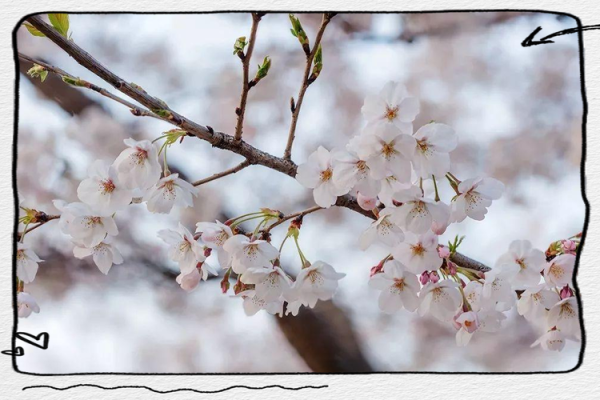 樱花与风水的魅力 樱花与风水的魅力