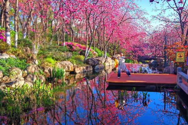 樱花与风水的魅力 樱花与风水的魅力