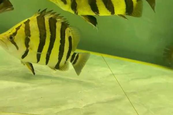 虎与最佳配鱼是什么  虎的最佳配对是什么