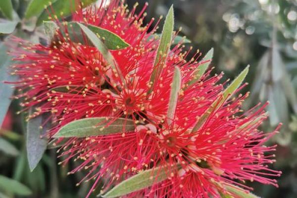 红干层树风水 红干层树风水