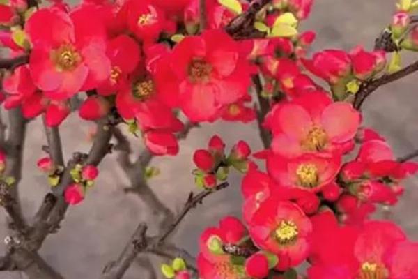 海棠花风水_家里养海棠花好吗