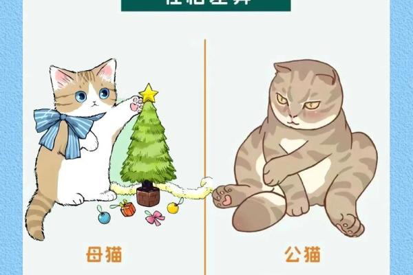 怎么给公猫姓名配对呢图片 怎么给公猫取名字好听? 怎么给公猫姓名配对呢图片 怎么给公猫取名字好听?