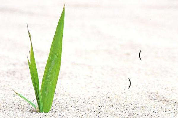 吕祖灵签抽签解签11