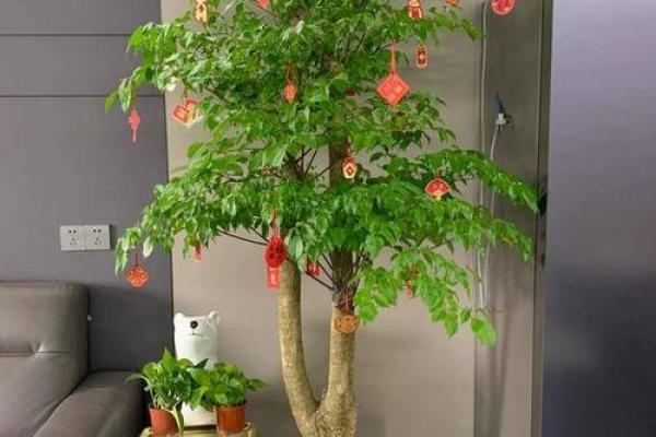 房子墙边长树风水好吗 房子墙边长树风水好吗