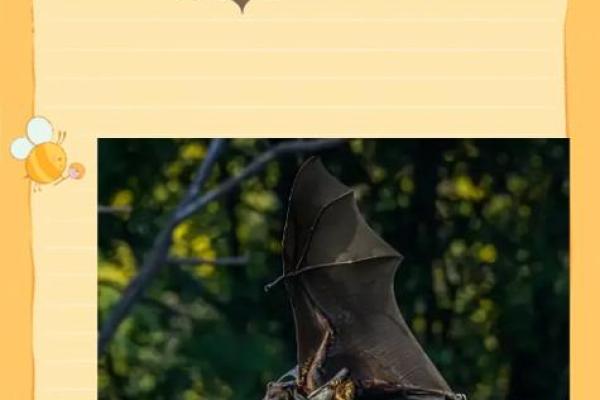 蝙蝠飞进家里好吗风水预示什么老人去世吗 蝙蝠飞进家里好吗风水预示什么老人去世吗