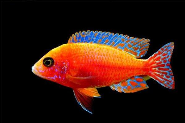 梦见把鱼送给算命先生吃