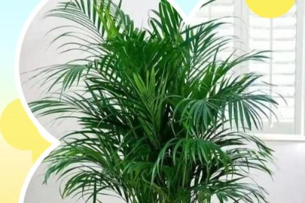 富贵椰子的风水寓意 富贵椰子的风水寓意