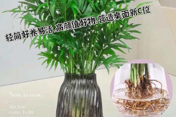 富贵椰子的风水寓意 富贵椰子的风水寓意