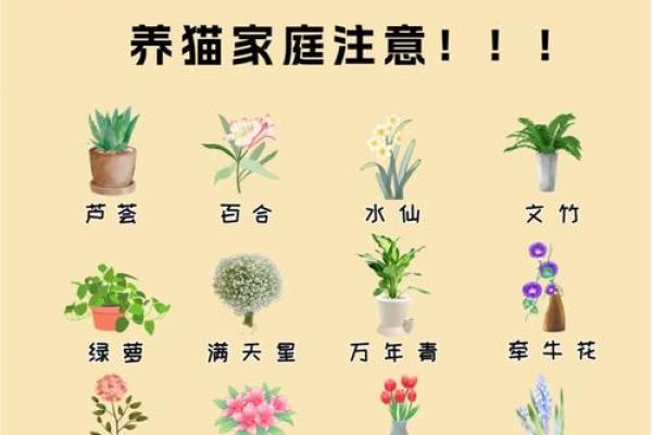 什么房子养猫更好风水好的 什么房子养猫更好风水好的