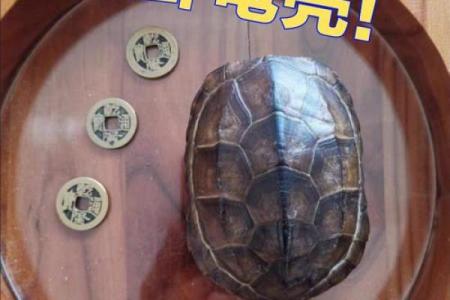 什么龟壳算命比较好