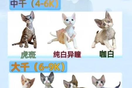 姓名配对测试免费测试游戏 姓名配对测试免费测试入口？