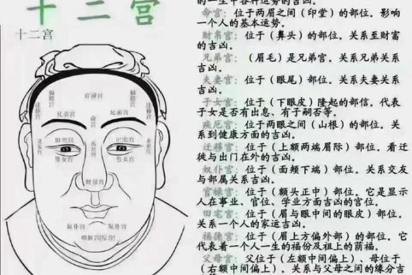 面相算命图解十二宫之:兄弟宫 面相算命图解十二宫之:兄弟宫