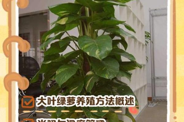 养绿萝风水 养绿萝风水