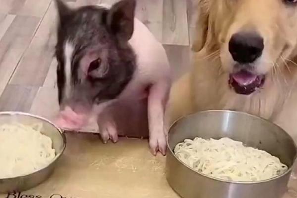 算命的说狗和猪好不好 算命的说狗和猪好不好