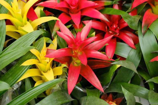 风水旺财_客厅旺财植物有哪些呢 风水旺财_客厅旺财植物有哪些呢