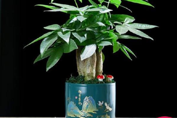 风水旺财_客厅旺财植物有哪些呢 风水旺财_客厅旺财植物有哪些呢