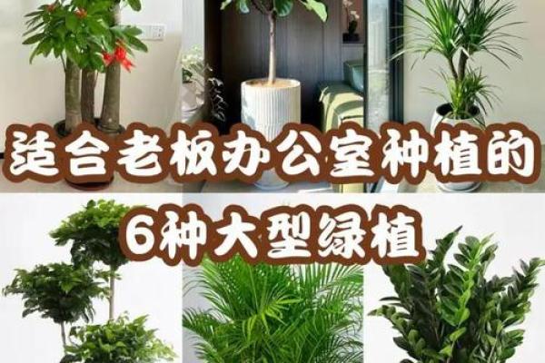 办公室风水：十二生肖最配的绿色植物有哪些？