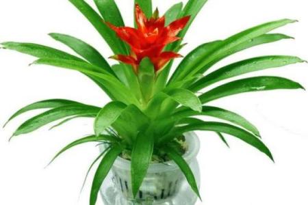 家居生活中风水植物与健康开运