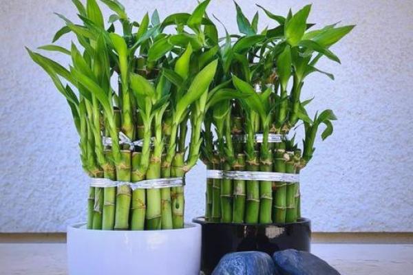 旺运风水局,如何使用植物布局 旺运风水局,如何使用植物布局