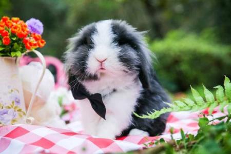 家里养兔子风水，家里养兔子风水好吗