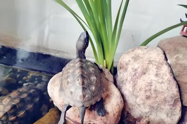 哪个生肖不宜养龟风水 哪个生肖不宜养龟风水