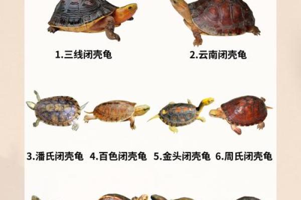 哪个生肖不宜养龟风水 哪个生肖不宜养龟风水