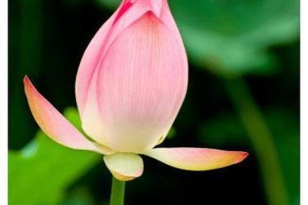 神准测试-十一长假后,你的事业会步步高升吗? 神准测试-十一长假后,你的事业会步步高升吗?