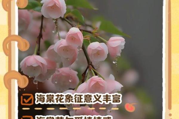 海棠花的风水_龙翅海棠开花寓意