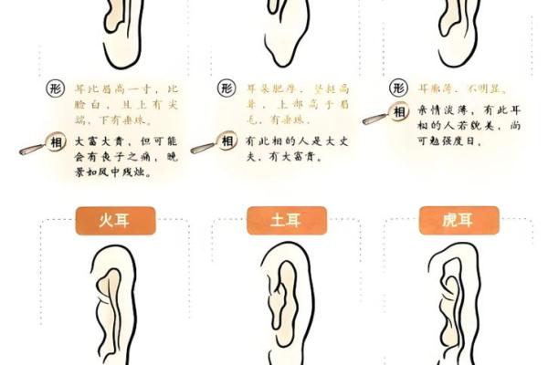 耳朵面相算命