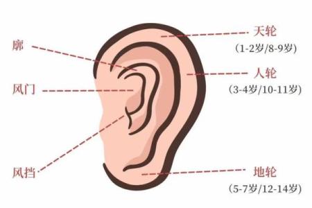 耳朵面相算命